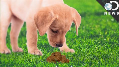 What Happen When Animals Eat Their Own Poop Animal Farming